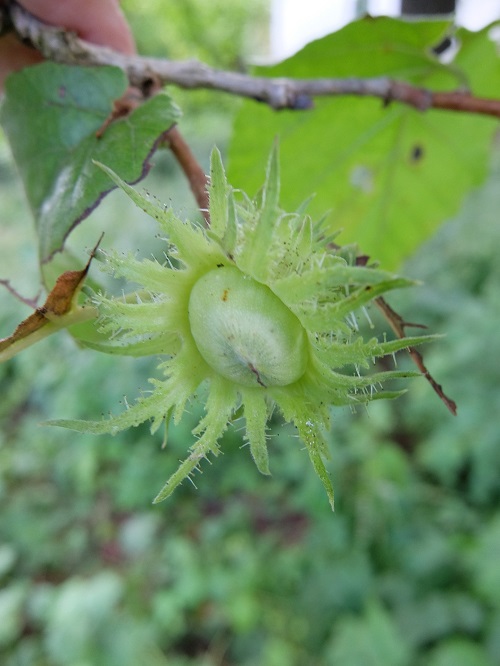Baumhasel_Frucht_Augsburg_Botan._Garten_DZ_b.jpg