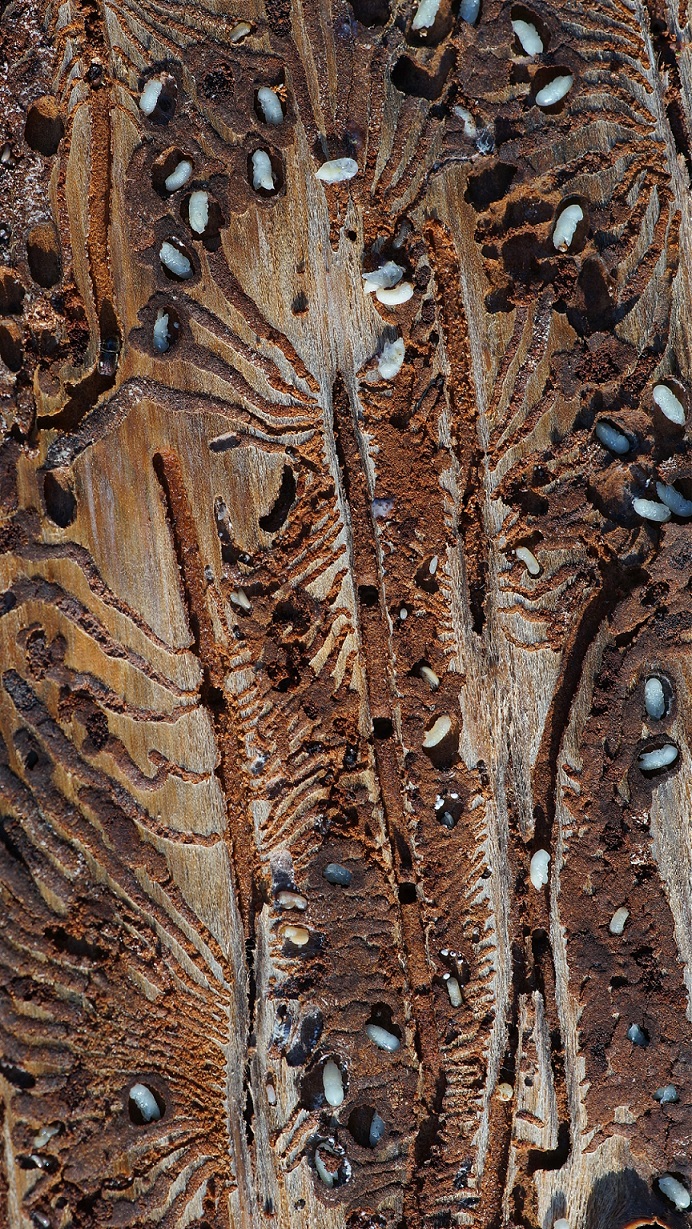 Borkenkäferbefall_-_Wolfgang_Schödel_1_cut.jpg