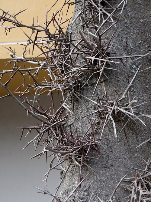 Gleditschie_Dornen_Mch_Pettenkoferstr._DZ_b.jpg