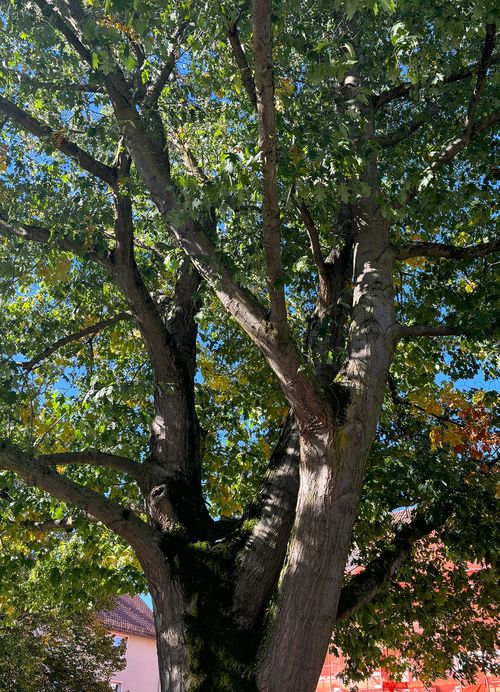 Eiche Roteiche ganzer Baum Janina Deutschmann