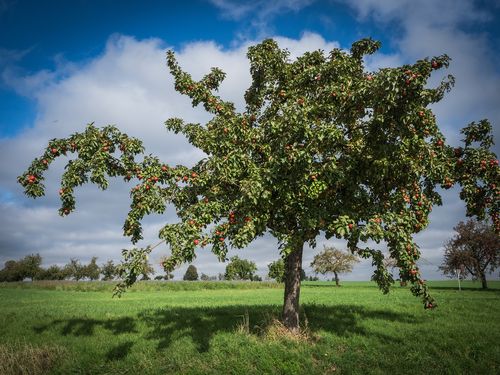 Apfelbaum Kerstin Ellersdorfer