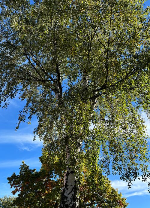 Birke Hängebirke ganzer Baum Janina Deutschmann 2