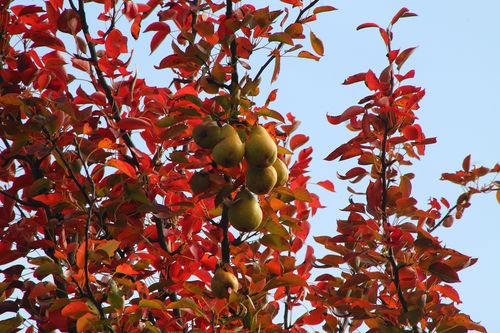 Birnen Tobias Erras Birnen mit Herbstlaub