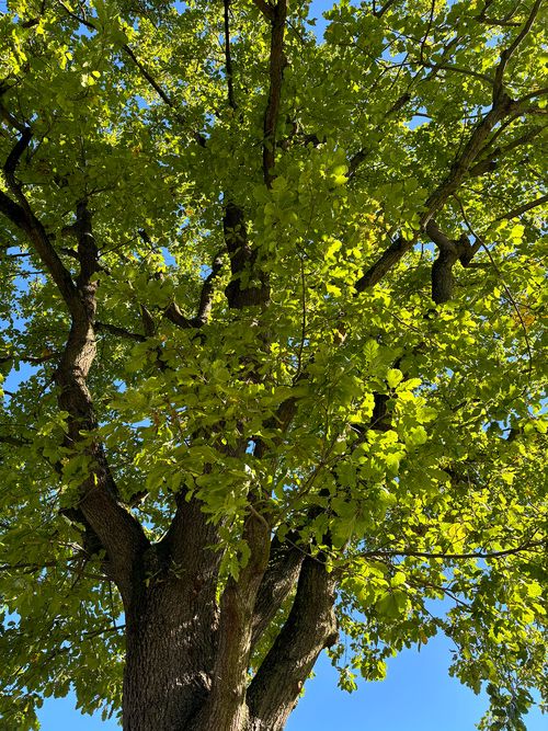 Eiche Traubeneiche ganzer Baum Janina Deutschmann 2