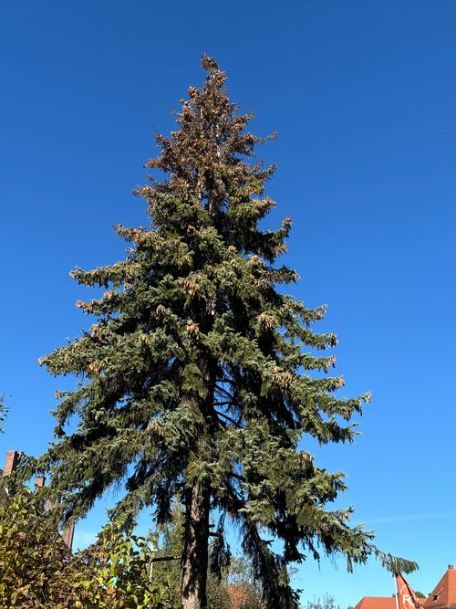 Fichte ganzer Baum Janina Deutschmann 2