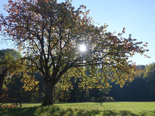 Kirschbaum Herbst Heide Frobel