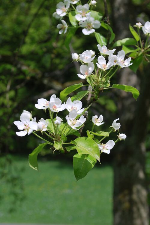 Kirschblüte Heide Frobel