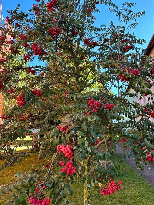 Mehlbeere Eberesche ganzer Baum Janina Deutschmann 2