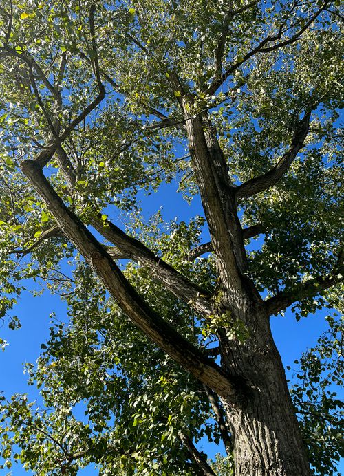 Pappel Populus deltoides ganzer Baum Janina Deutschmann