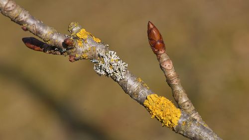 Ross Kastanie Wolfgang Schödel Endknospe