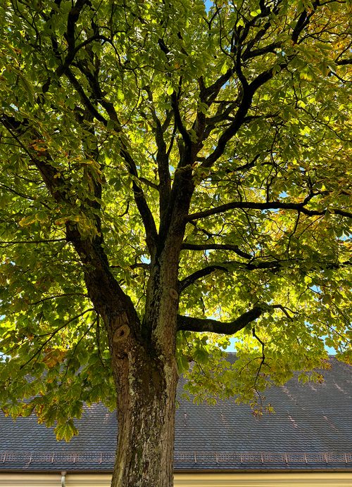 Rosskastanie ganzer Baum Janina Deutschmann 2