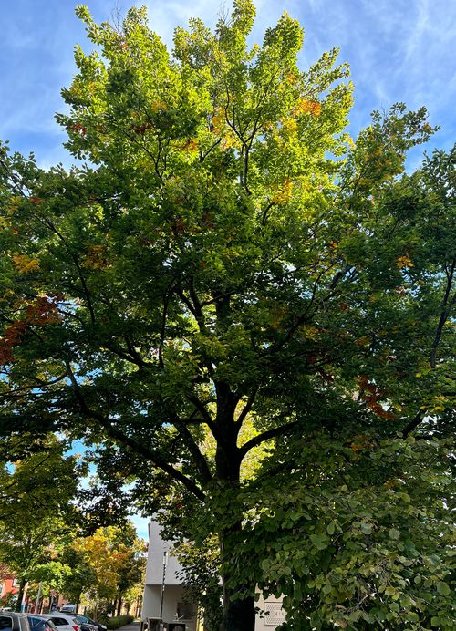 Rotbuche Ganzer Baum Janina Deutschmann