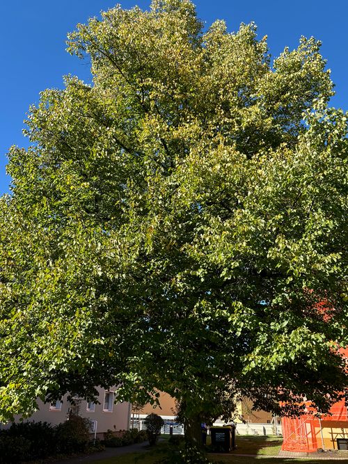 Linde Sommerlinde ganzer Baum Janina Deutschmann