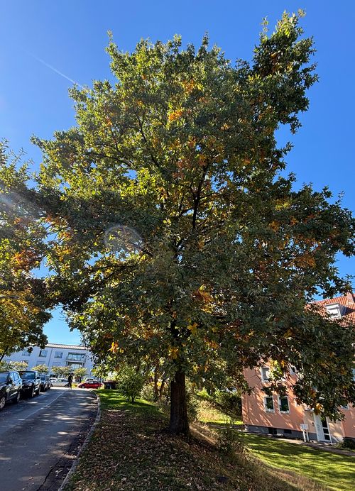 Eiche Stieleiche ganzer Baum Janina Deutschmann 2