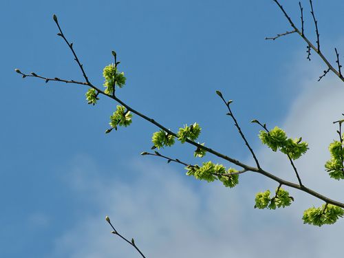 Berg Ulme Wolfgang Schödel Früchte Bergulme