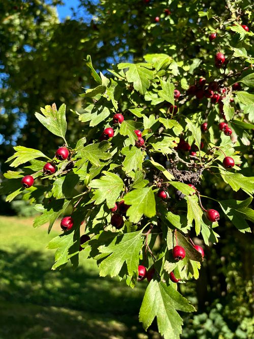 Weißdorn Blätter Früchte Janina Deutschmann