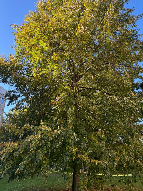 Linde Winterlinde ganzer Baum Janina Deutschmann