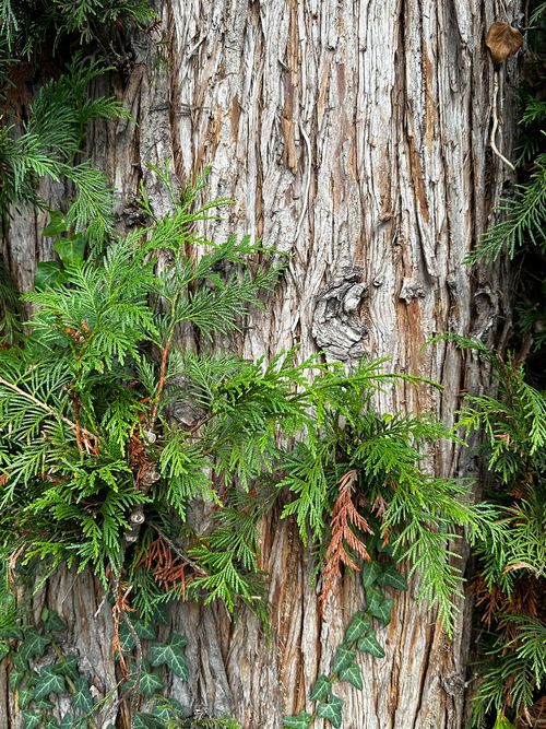 Thuja Lebensbaum Martina Gehret