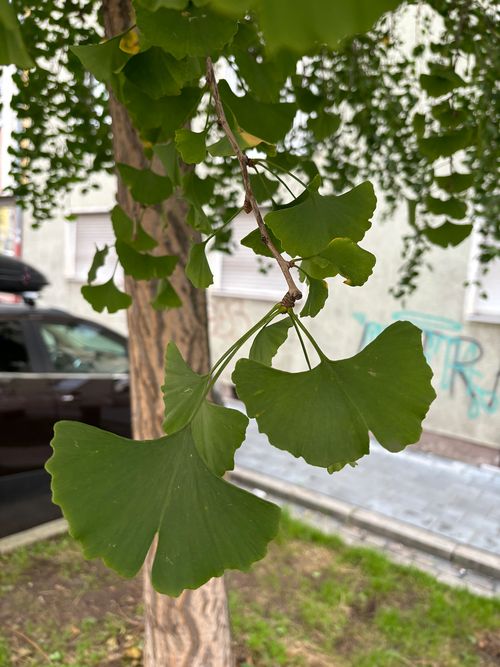 Ginko Blatt Janina Deutschmann