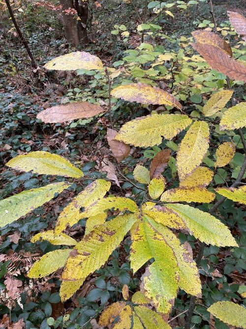 Edelkastanie Blattverfärbung inaturalist