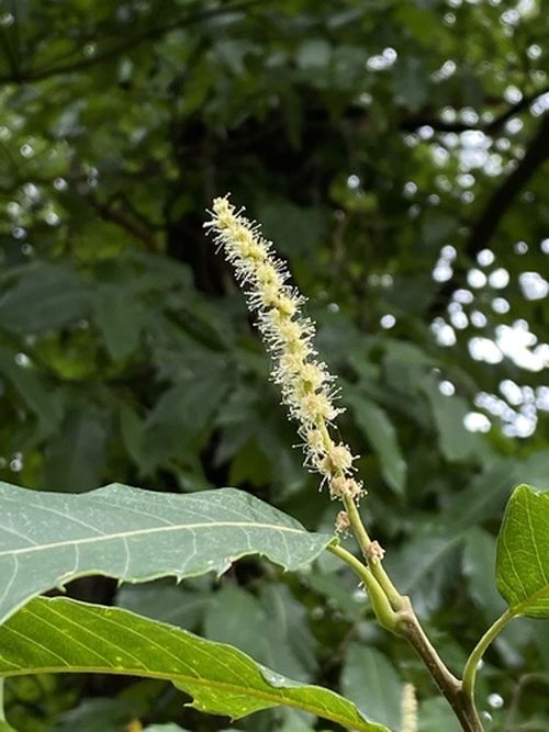 Edelkastanie Blühbeginn inaturalist