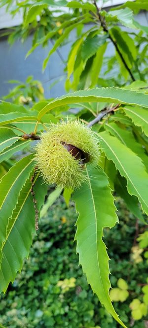 Edelkastanie Fruchtreife inaturalist