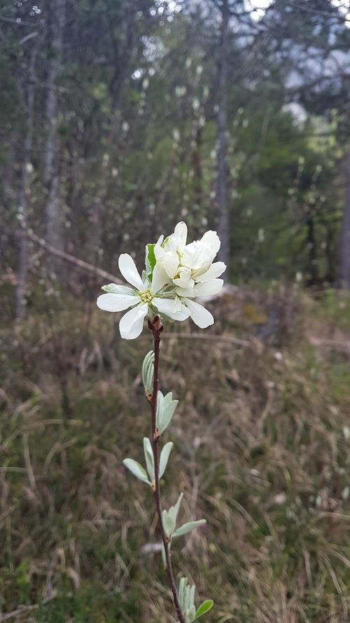 Felsenbirne Blühbeginn inaturalist