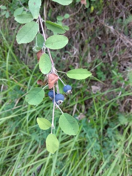 Felsenbirne Fruchtreife inaturalist