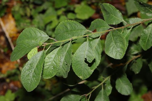 Kriecherl Blattaustrieb inaturalist