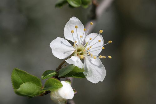 Kriecherl Blühbeginn wikicommons