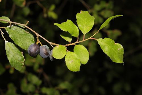 Kriecherl Fruchtreife inaturalist