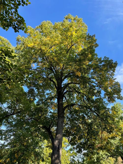 Sommerlinde Blattfärbung