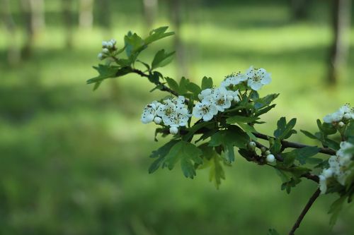 Weißdorn Blühbeginn inaturalist