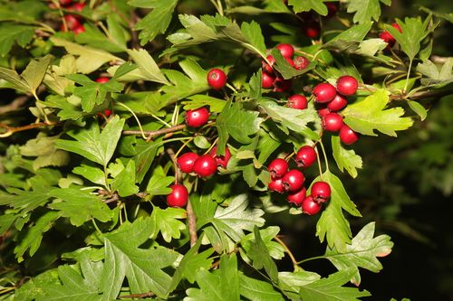 Weißdorn Fruchtreife inaturalist