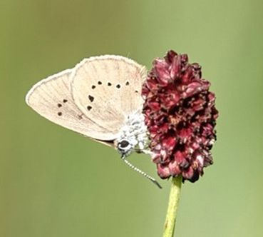 Dunkler Wiesenknopf Ameisenbläuling