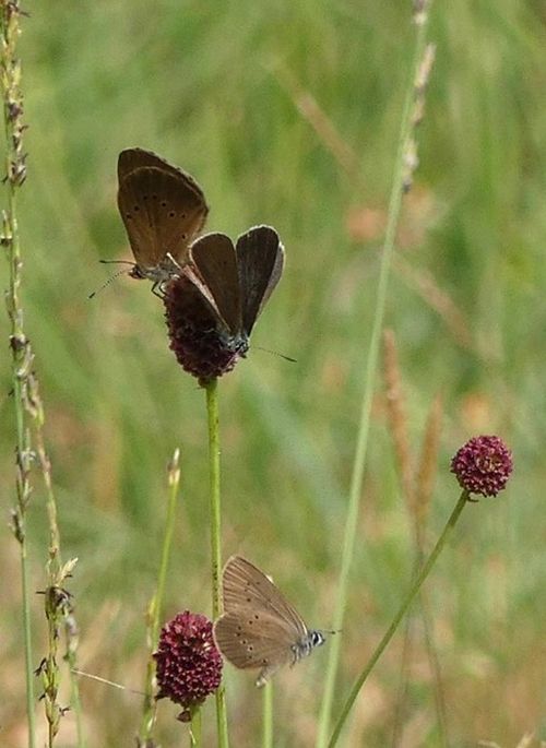 Dunkler Wiesenknopf Ameisenbläuling Balz