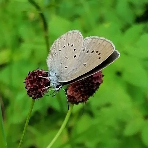 Heller Wiesenknopf Ameisenbläuling