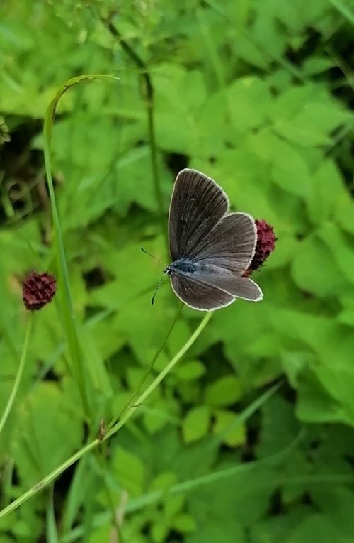 Heller Wiesenknopf Ameisenbläuling Oberseite