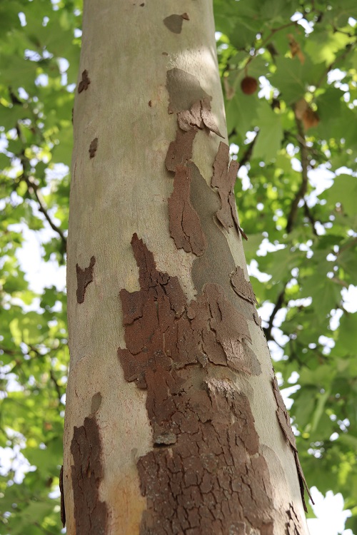 Platane_Rinde_Neuried_DZ_bb.jpg