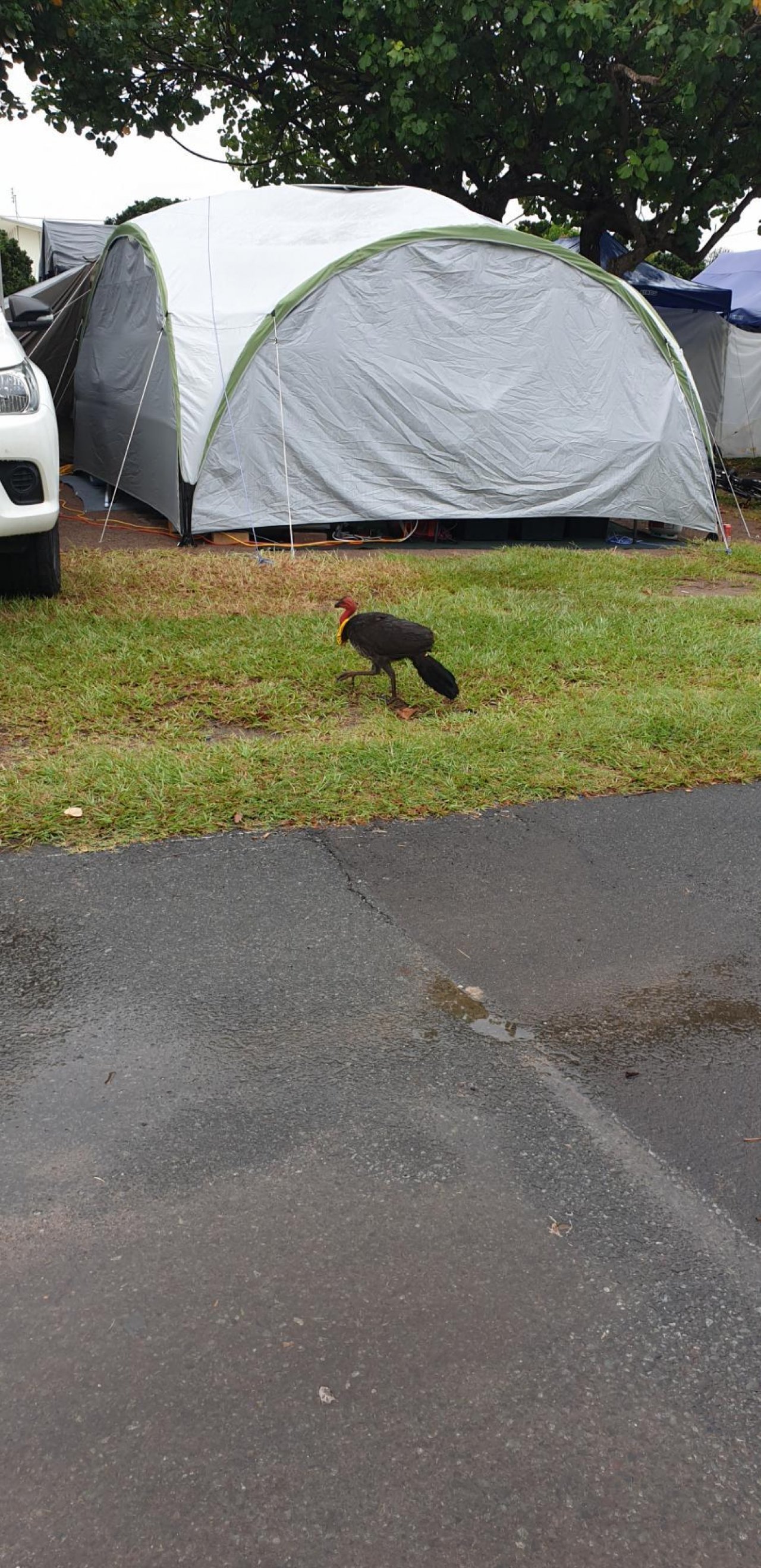 Brush-turkey in Big City Birds App spotted by Michelle Neil on 31.12.2020