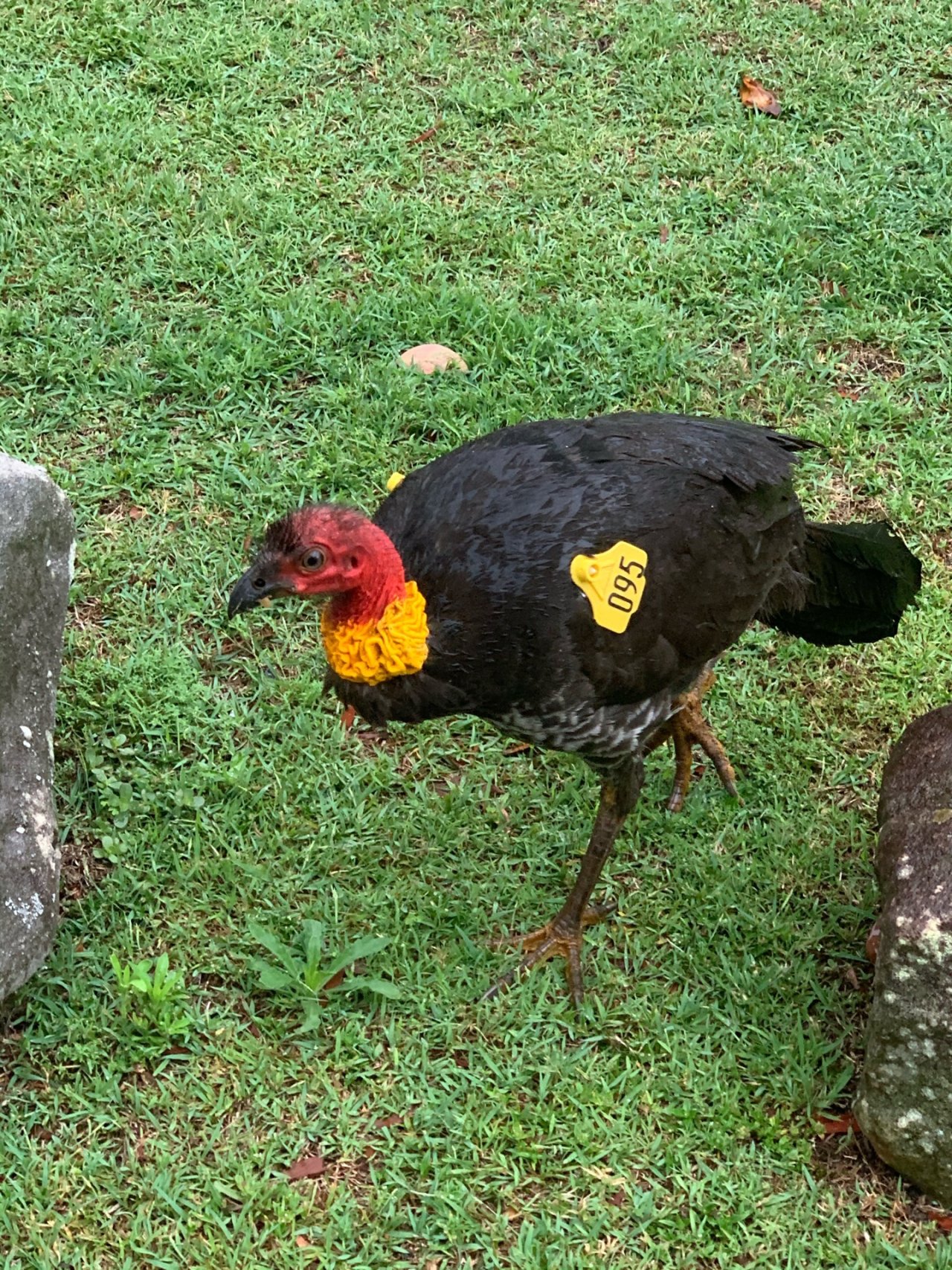 Brush-turkey in Big City Birds App spotted by John Martin on 29.12.2020