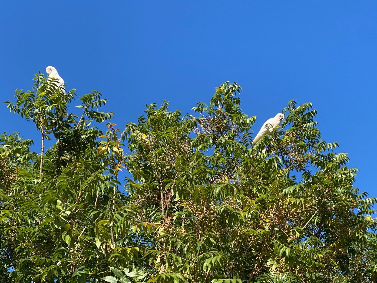 Little Corella in Big City Birds App spotted by Scott Stevenson on 02.03.2021