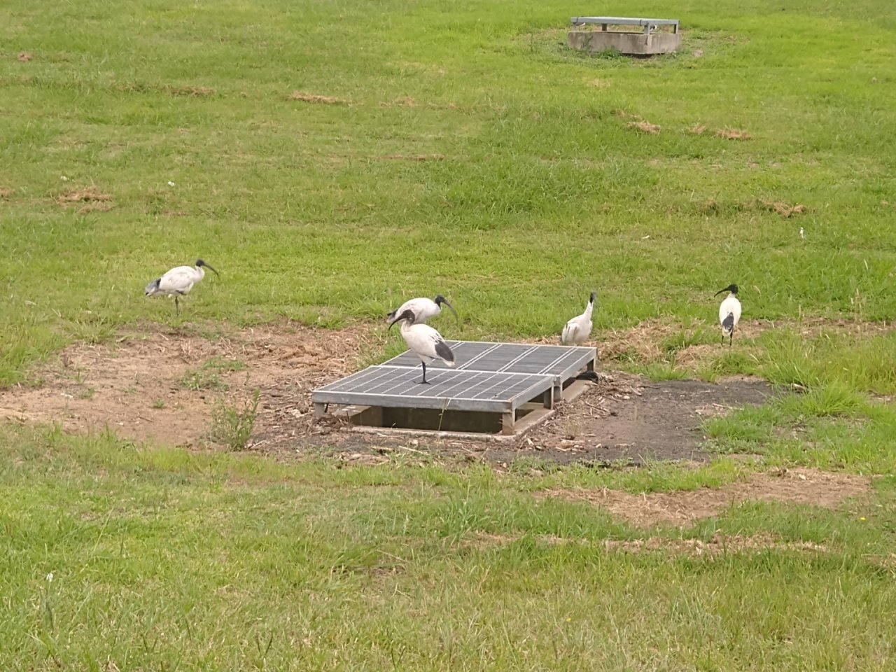 White Ibis in Big City Birds App spotted by Anna on 20.01.2021