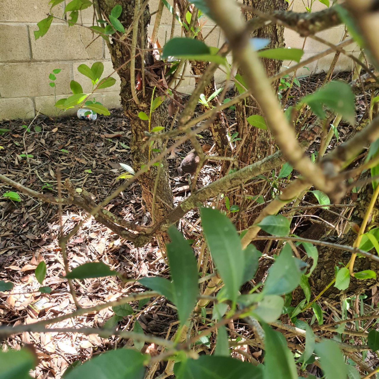 Brush-turkey in Big City Birds App spotted by Jane Hall on 28.02.2021