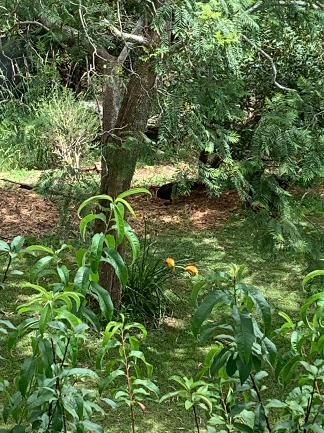 Brush-turkey in Big City Birds App spotted by Janine Martin on 24.12.2020