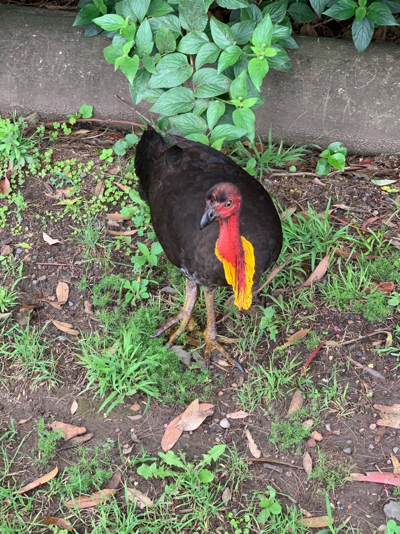 Brush-turkey in Big City Birds App spotted by Sean Serduk on 02.01.2021