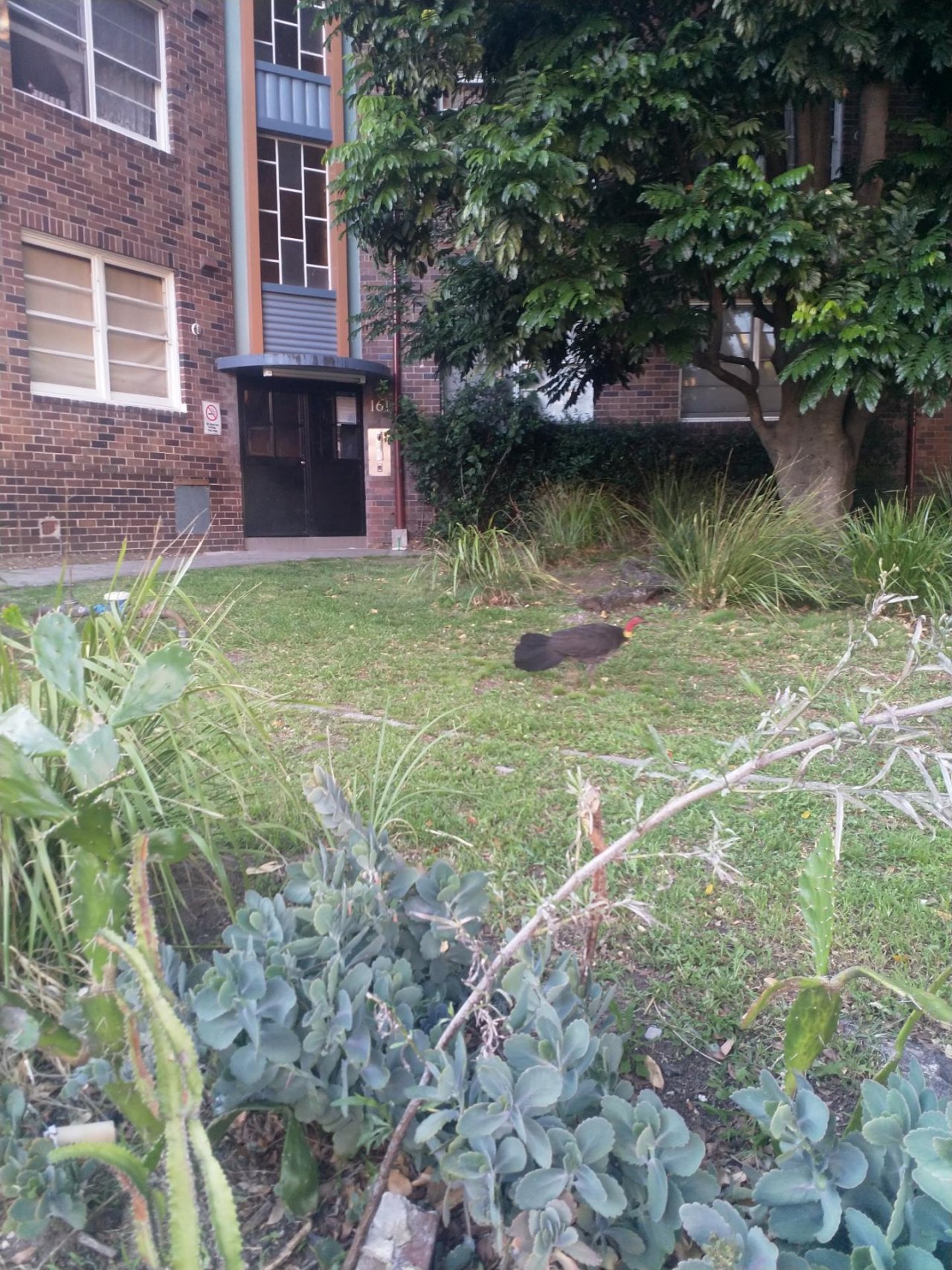 Brush-turkey in Big City Birds App spotted by DUnitt on 16.01.2021