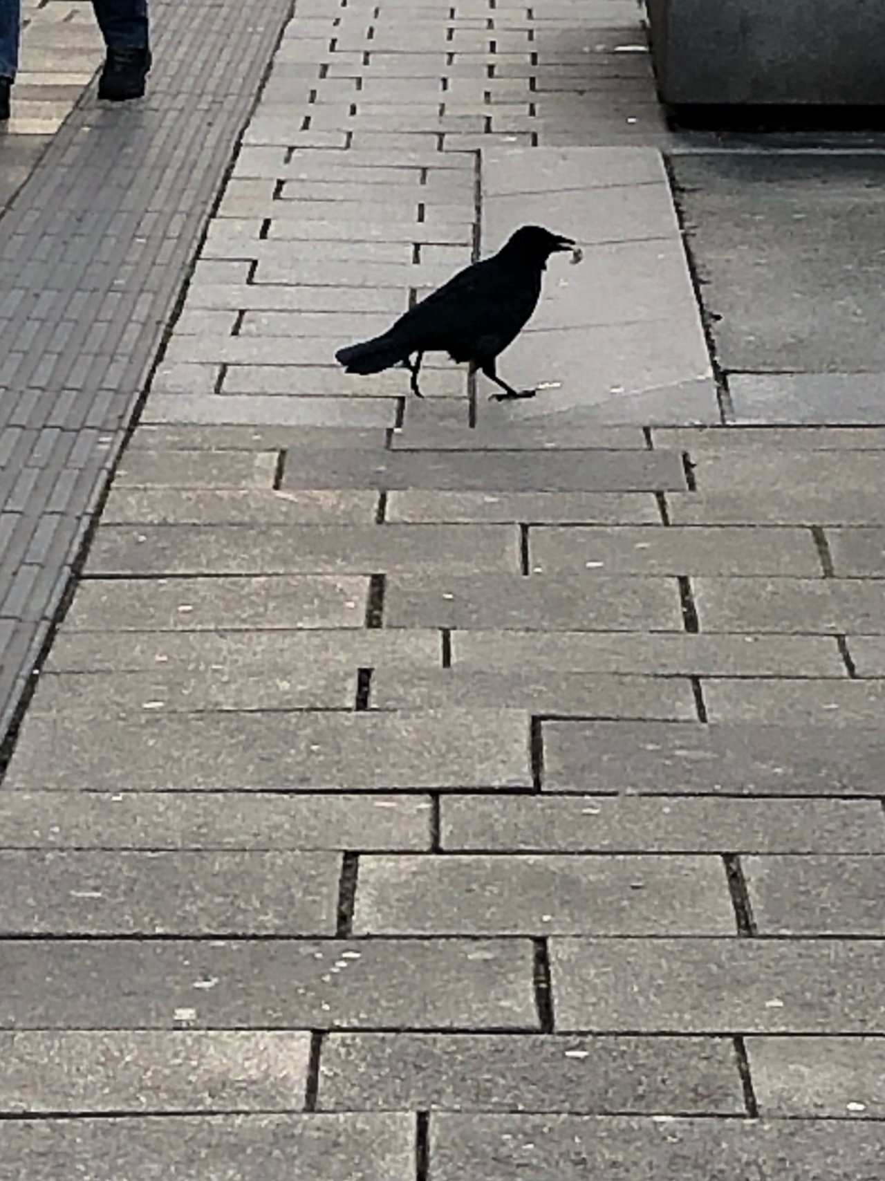 Carrion Crow in KraMobil App spotted by Krarin on 27.01.2021