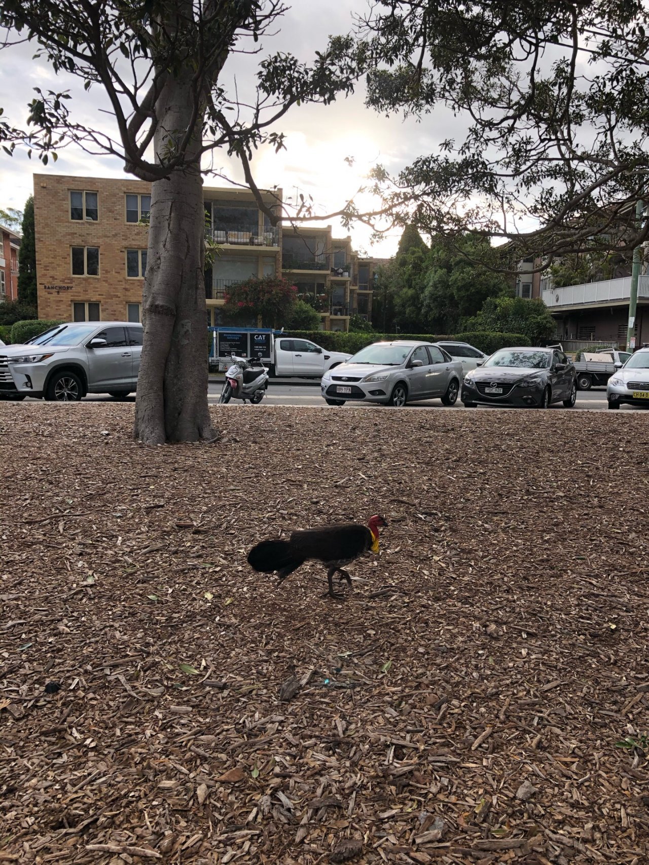 Brush-turkey in Big City Birds App spotted by Cockie on 18.12.2020