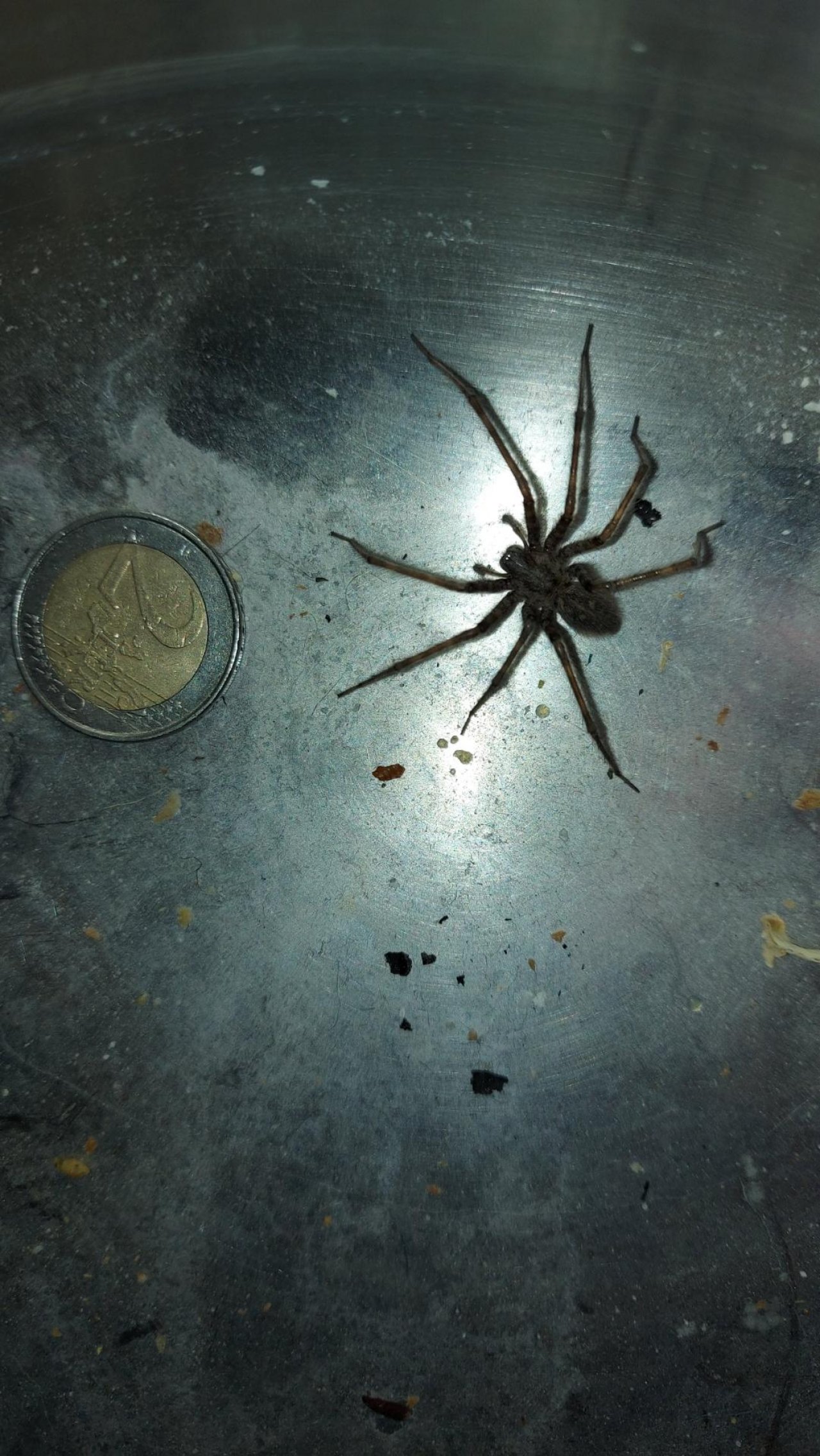 Big spider in SpiderSpotter App spotted by Sigrid Verhaeghe on 31.01.2021